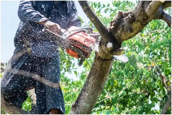 tree services Pigeon Forge